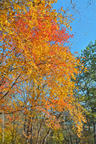 Autumn maples 15