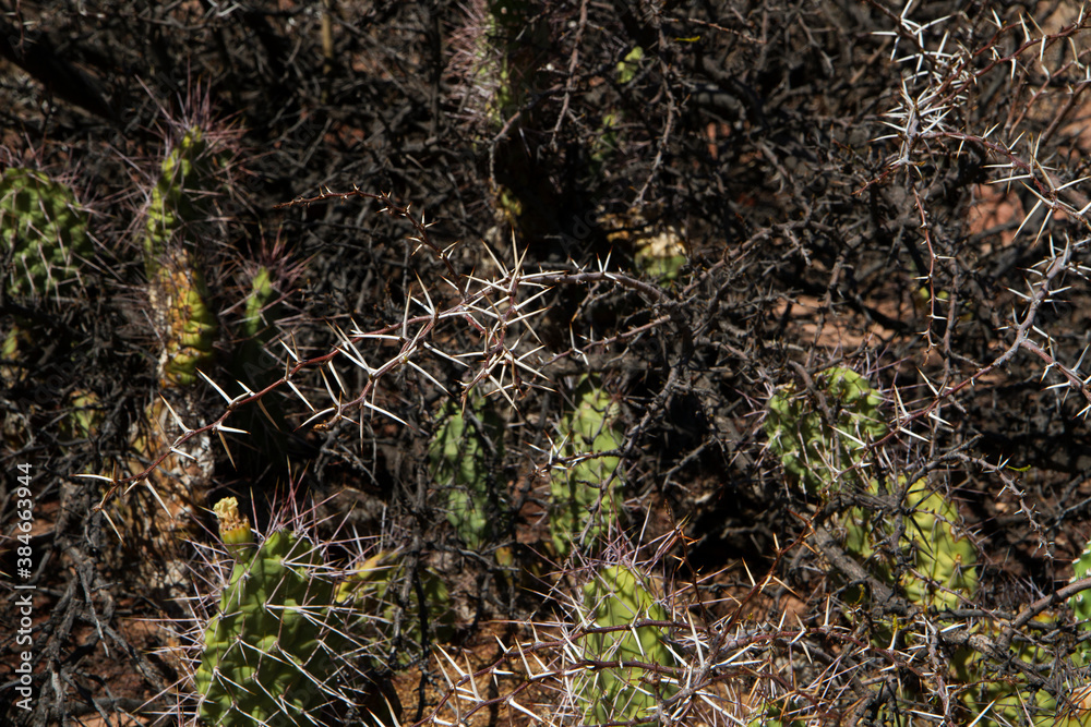 Natural texture and pattern. Exotic flora. Closeup view of a thorny shrub and green Opuntia cactus growing together in the arid desert. Natural texture and pattern. Exotic flora. Closeup view of a thorny shrub and green Opuntia cactus growing together in the arid desert.