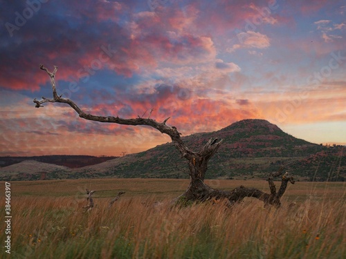 Big leafless tree in a meadow at the Wichita Mountains, Oklahoma. photo