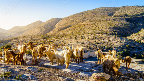 Bild auf Leinwand Herd of goats
