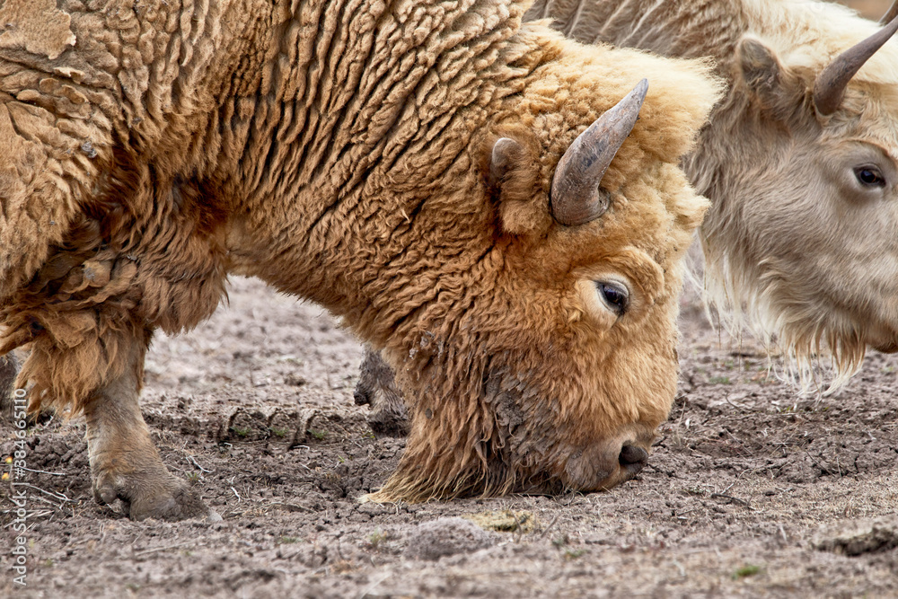 Close up of a White Bison Grazing