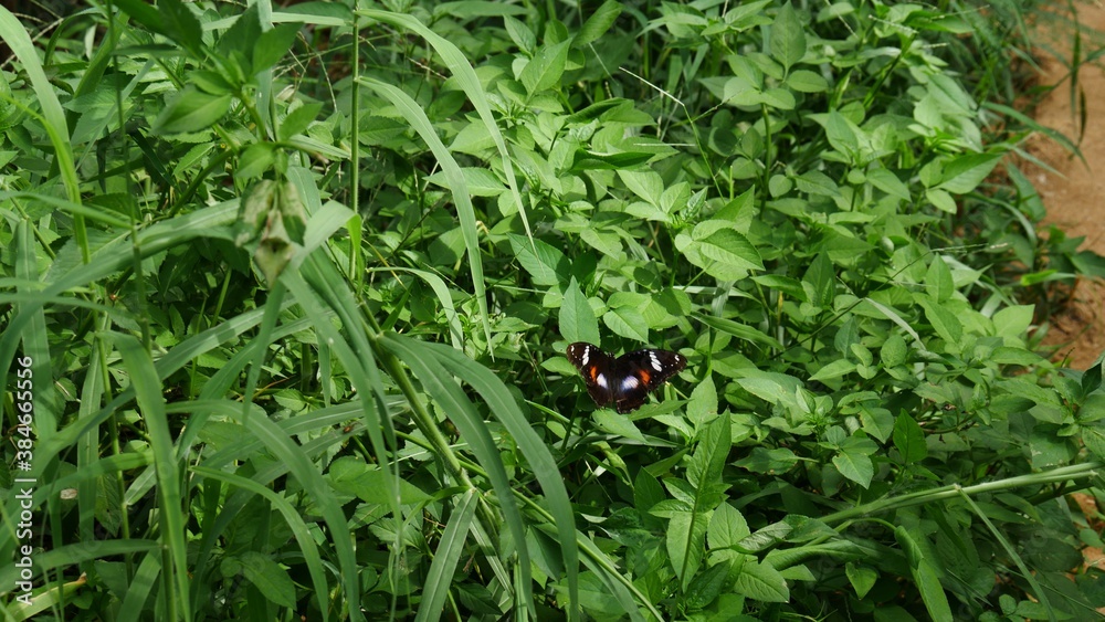 Green grass with a small colored butterfly Green grass with a small colored butterfly