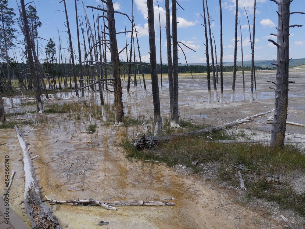 Burned trees at the Lower Geyser Basin, with clear skies at Yellowstone National Park, Wyoming. Burned trees at the Lower Geyser Basin, with clear skies at Yellowstone National Park, Wyoming.