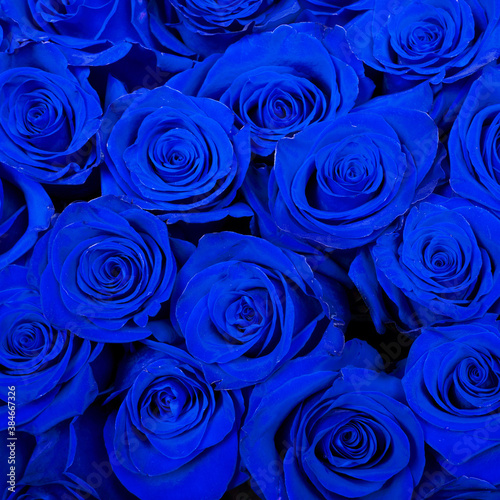 beautiful background blue roses
