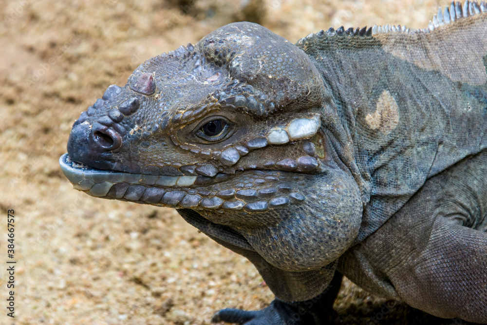The rhinoceros iguana (Cyclura cornuta) is a threatened species of lizard in the family Iguanidae that is primarily found on the Caribbean island of Hispaniola. The closeup head image. The rhinoceros iguana (Cyclura cornuta) is a threatened species of lizard in the family Iguanidae that is primarily found on the Caribbean island of Hispaniola. The closeup head image.