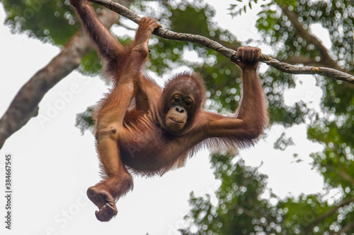 a baby Bornean orangutan is hanging on rope The orangutan is a critically endangered species, with deforestation, palm oil plantations, and hunting posing a serious threat to its continued existence