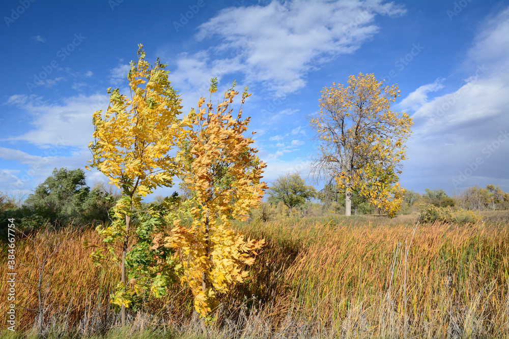Fototapeta premium Colorado autumn landscape on windy day with yellow leaves on trees and golden colored cattails