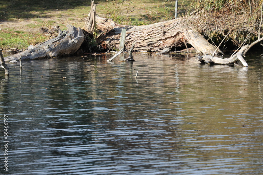 fallen tree in the lake