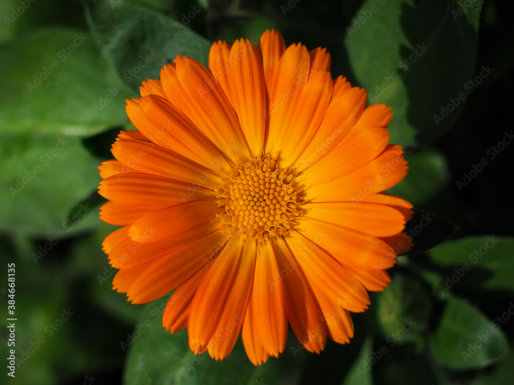 Close up of a Calendula officinalis flower
Close up of a Calendula officinalis flower