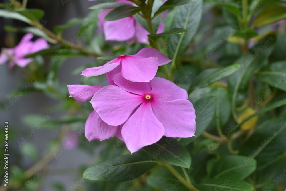 flor, naturaleza, rojo, verde, hojas, planta, rosa, jardin flor, naturaleza, rojo, verde, hojas, planta, rosa, jardin