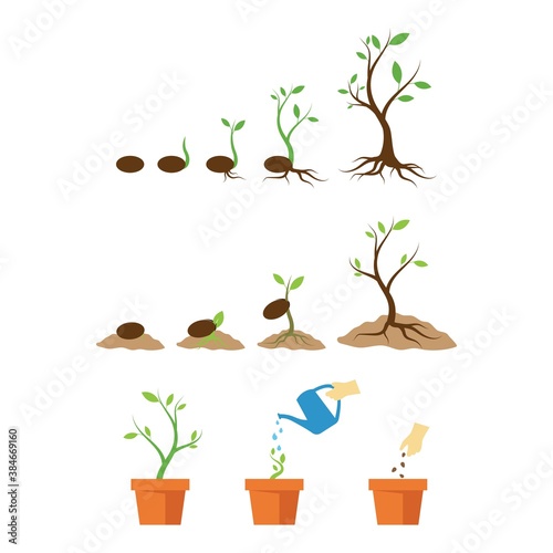 Plant life process