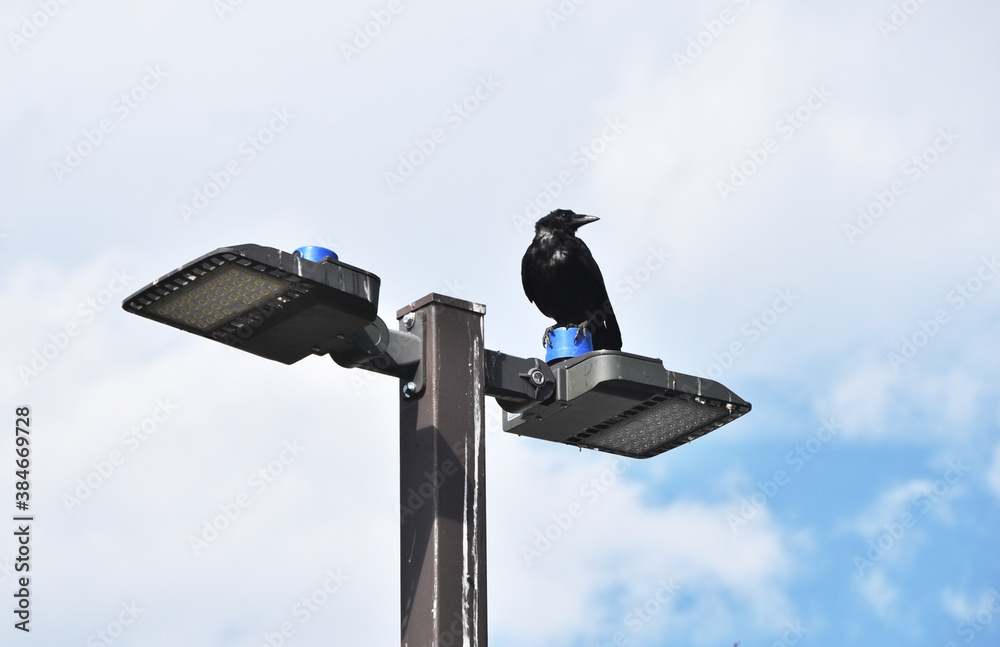Crow on Streetlight