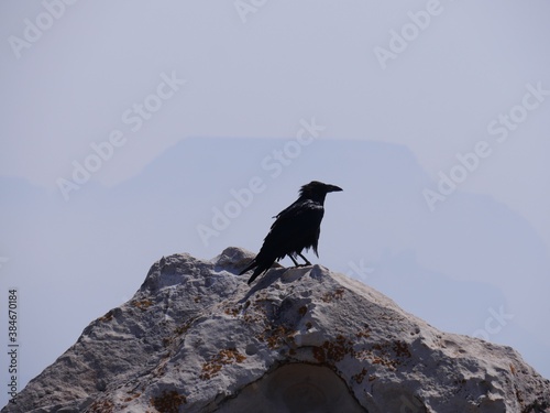 Medium wide shot of a black bird perched on top of a big rock at the Grand Canyon in Arizona, USA. photo