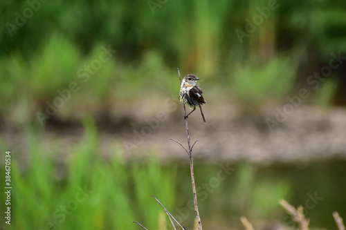 枝に止まるノビタキの幼鳥 © mayudama