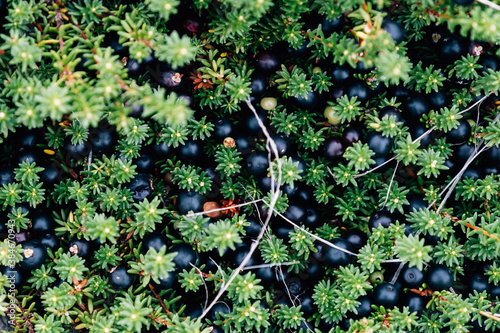 Crowberry also known as Empetrum nigrum in the forest photo