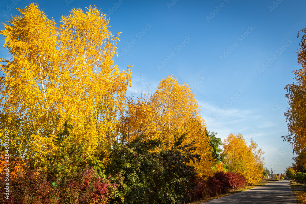 Fototapeta premium Bright colorful leaves on bushes and trees in the autumn.