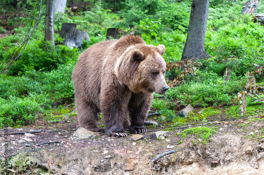 Brown bear (lat. ursus arctos) stainding in the forest Brown bear (lat. ursus arctos) stainding in the forest