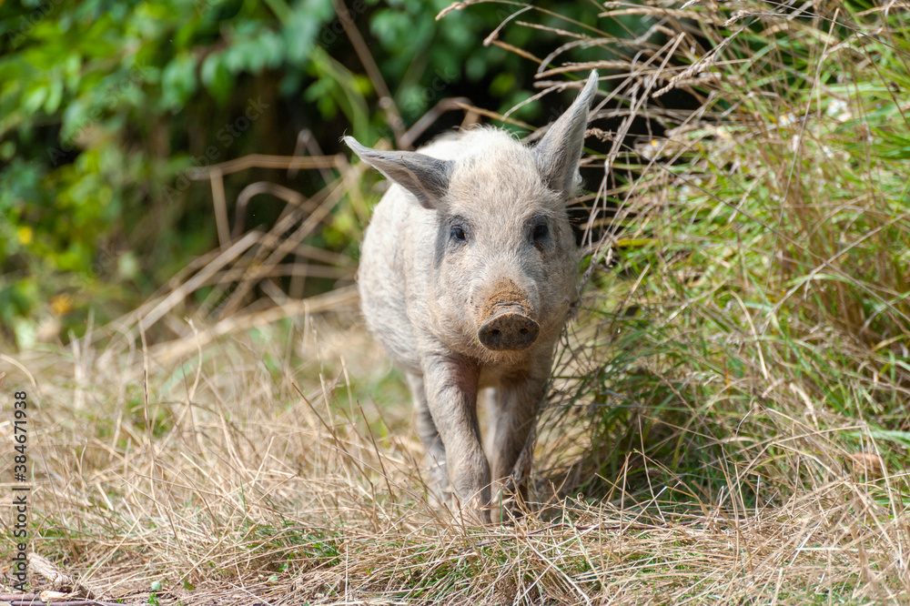 Little dirty wild pig in the forest. Little dirty wild pig in the forest.