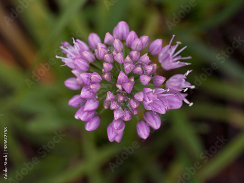 close up of wildflowers