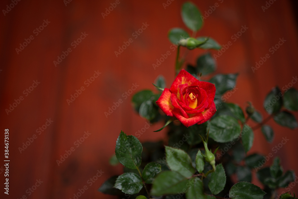 rosa roja y amarilla hermosa flor de regalo rosa roja y amarilla hermosa flor de regalo
