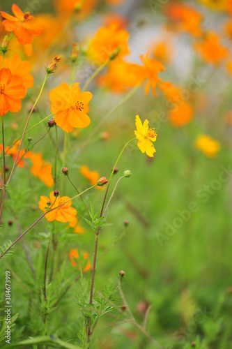 orange flowers in the field © carry1020