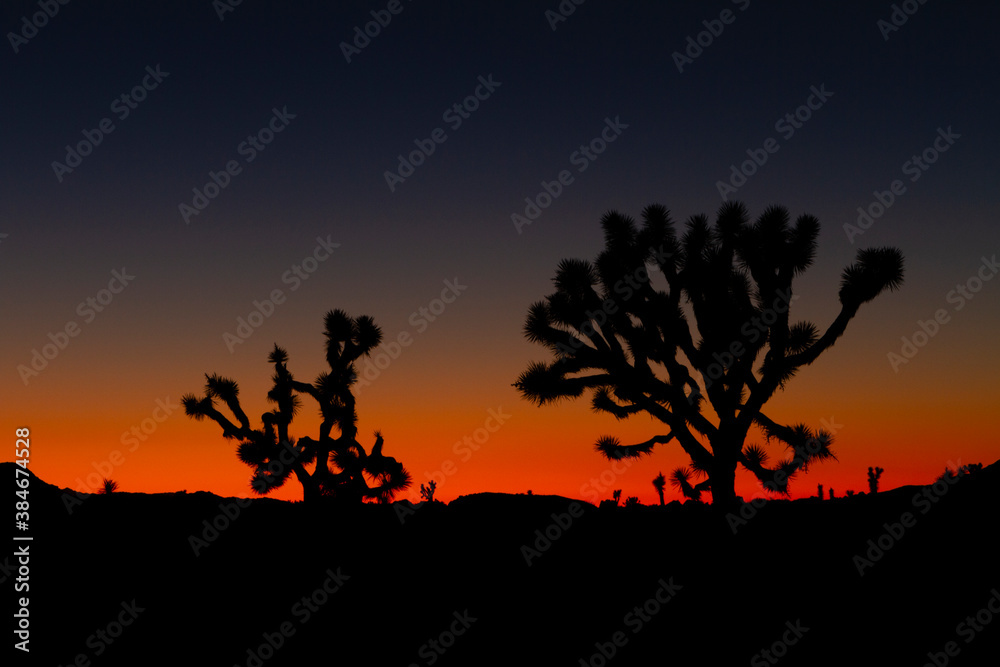 joshua tree sunset