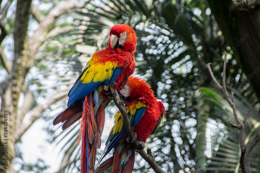 Obraz premium beautiful flag and green macaws