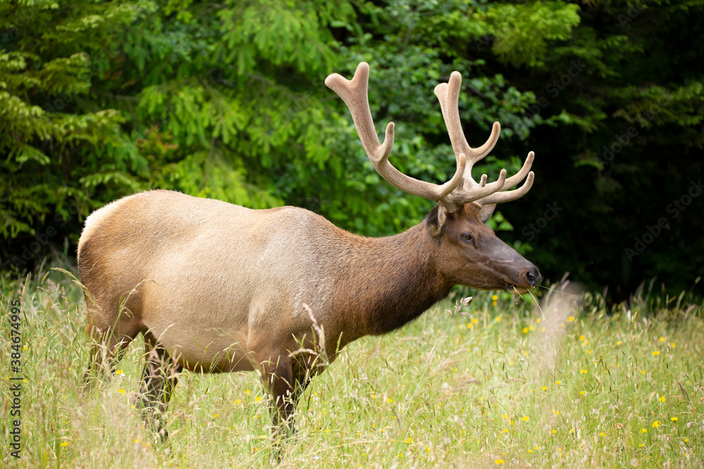 Large male elk in velvet grazing behind grasses in a meadow Large male elk in velvet grazing behind grasses in a meadow