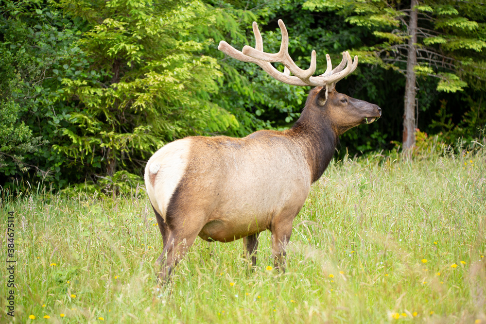 Bull elk looking for threats while standing in a field