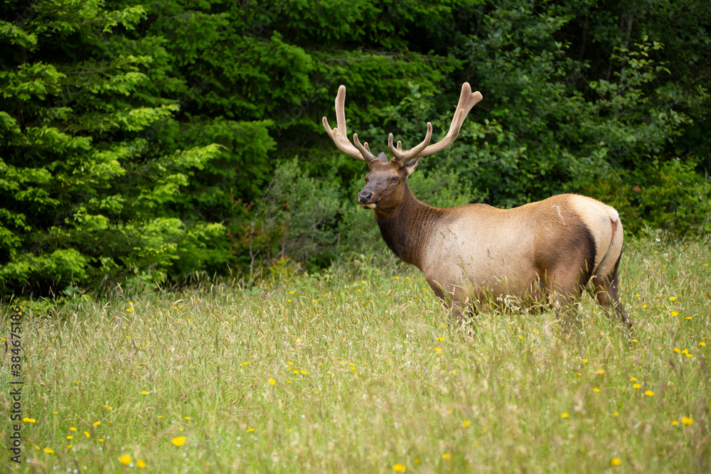 Antlered elk standing in a field of grass and wildflowers