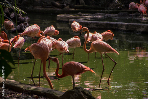 meeting of pink flamingos in a lake photo