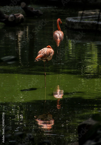 meeting of pink flamingos in a lake photo