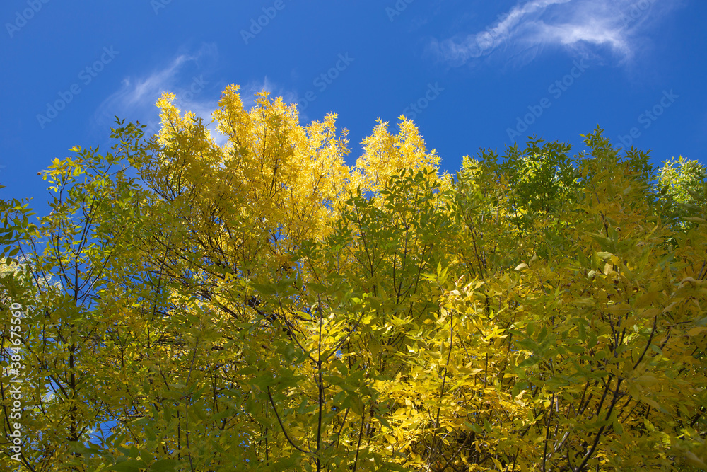 Fall colors Fall colors