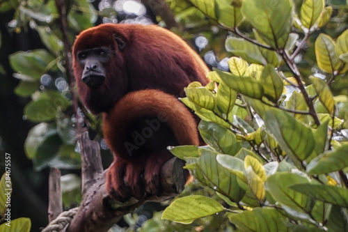 Photography beautiful and exotic red howler monkey