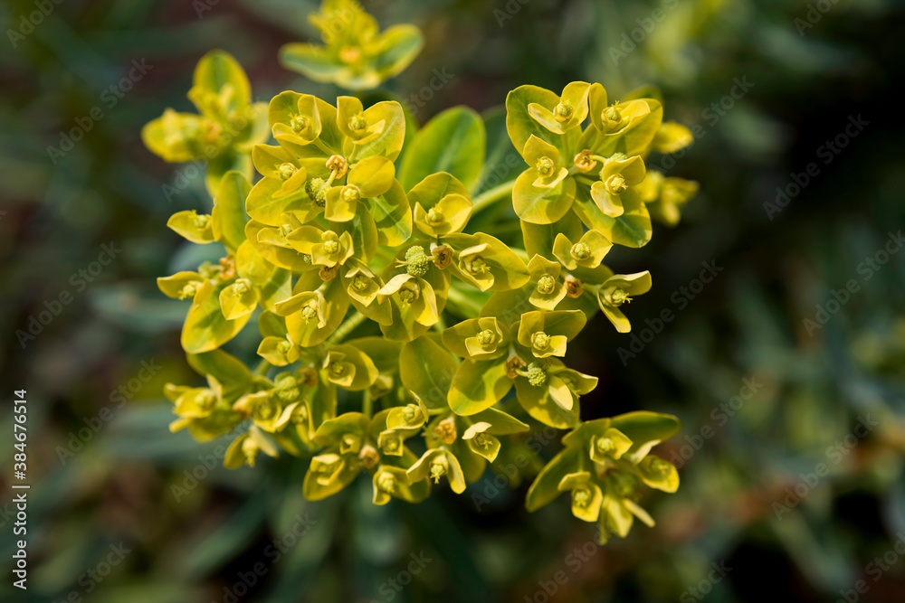 Close up of Peking Spurge (Euphorbia pekinensis) Close up of Peking Spurge (Euphorbia pekinensis)