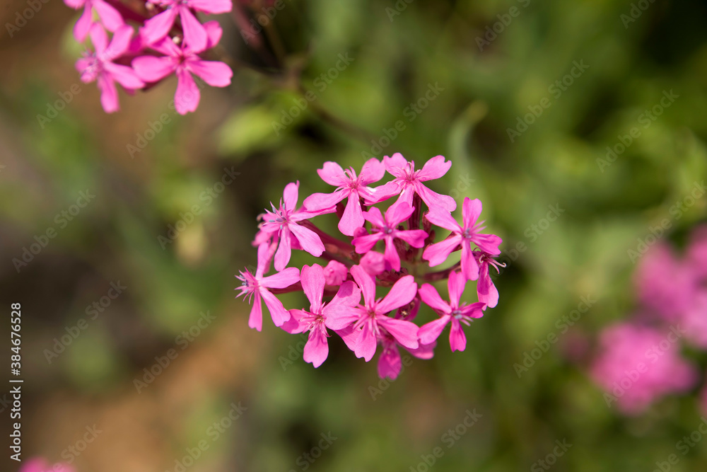 Close up of Pink Catchfly flower