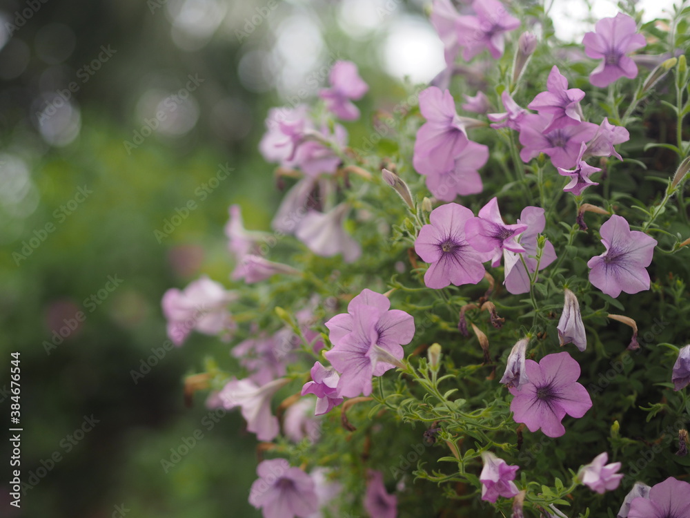 Fototapeta premium Wave pink Cascade color SolanaceaeScientific name Petunia hybrid Vilm Grandiflora Singles violet purple flower in a plastic pot blooming in garden on blurred nature background hanging on the tree