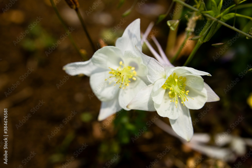 Close up of Columbine (Aquilegia buergeriana) Close up of Columbine (Aquilegia buergeriana)
