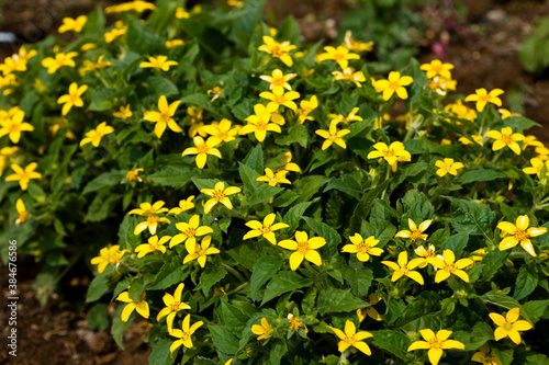 Yellow Goldenstar flower (Chrysogonum virginianum)