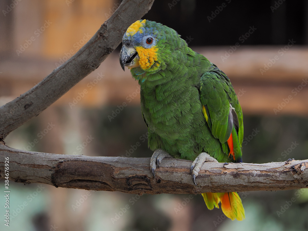 Photography of a green parrot 