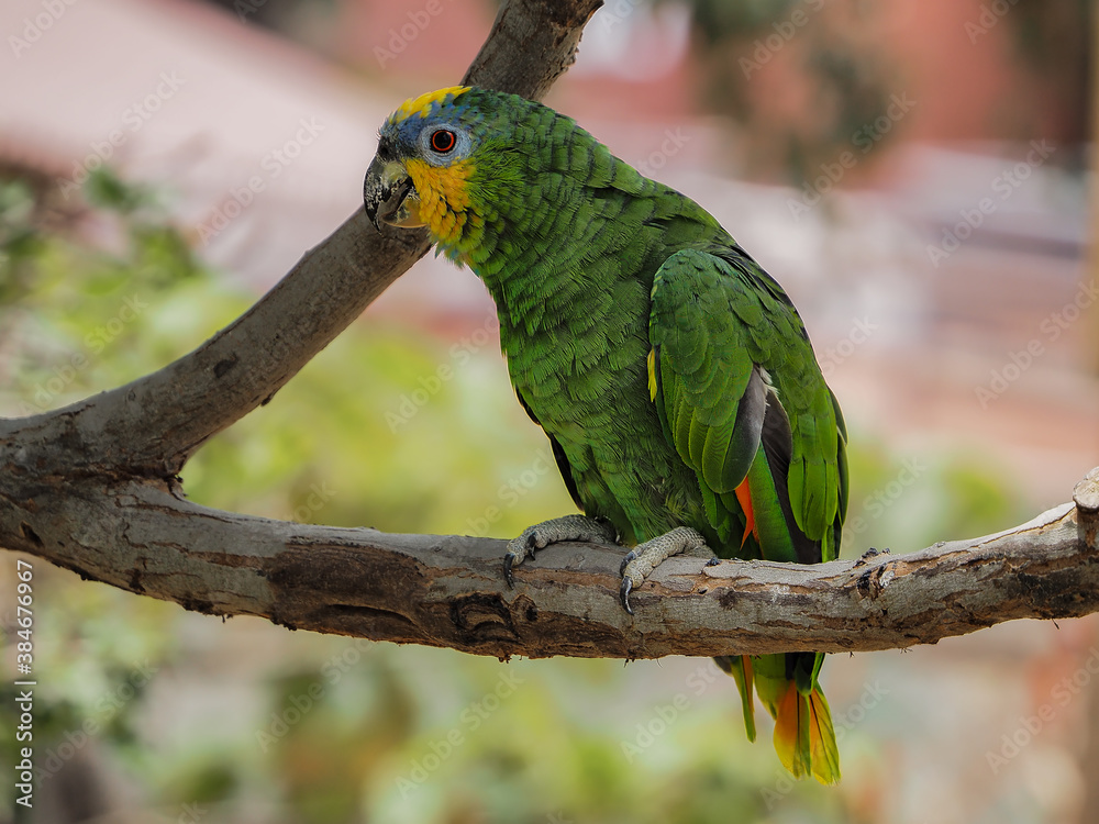 Obraz premium Photograph of a green parrot 