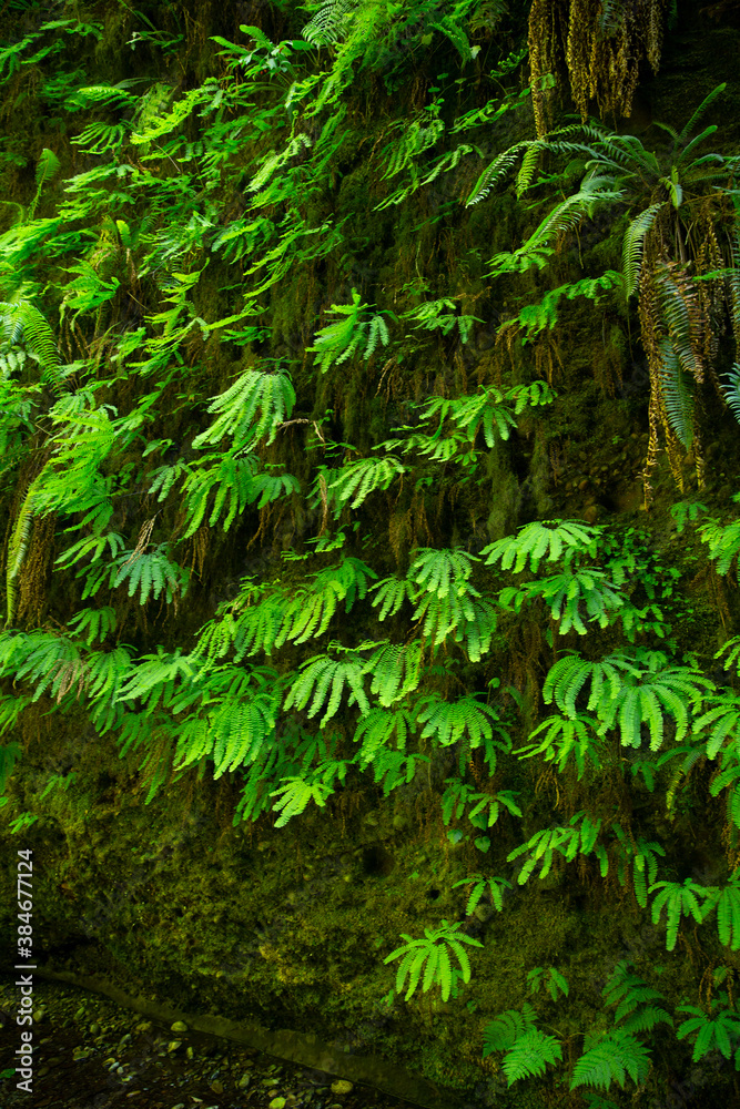 Cascade of green leafy ferns growing out of a mossy wall Cascade of green leafy ferns growing out of a mossy wall