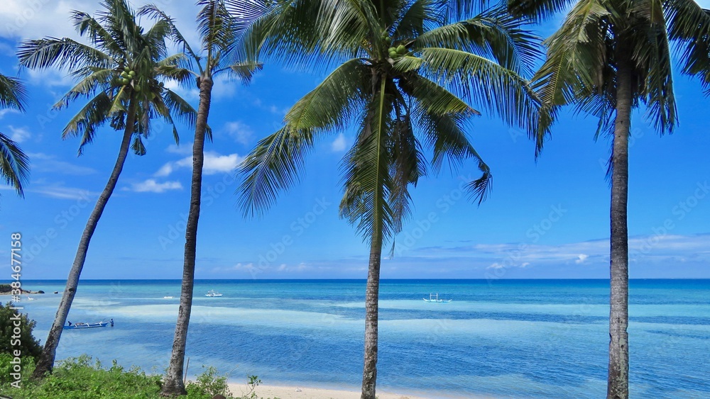 palm trees on the beach, Sea View