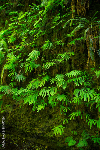 Cascade of green leafy ferns growing out of a mossy wall