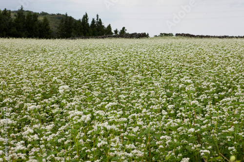 Buckwheat flower field (Fagopyrum esculentum)