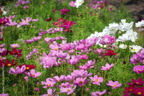 field of pink and white flowers