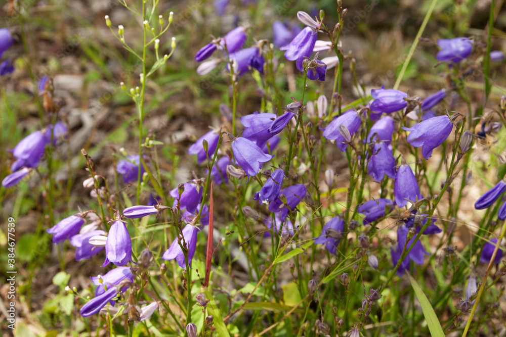Fototapeta premium Purple Jejudo ladybell (Adenophora taquetii)