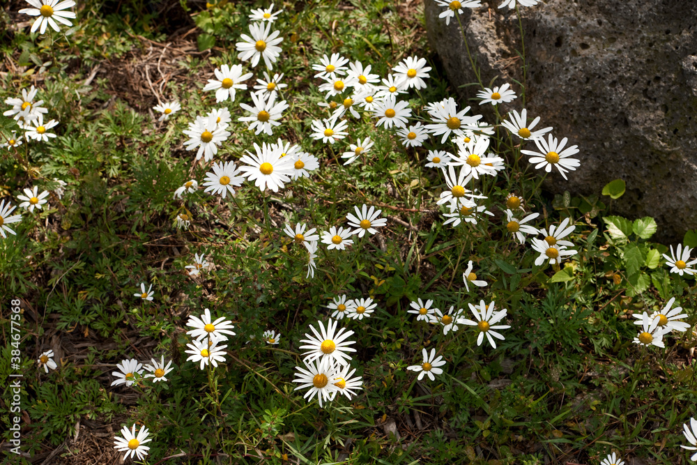 White Dendranthema zawadskii in nature