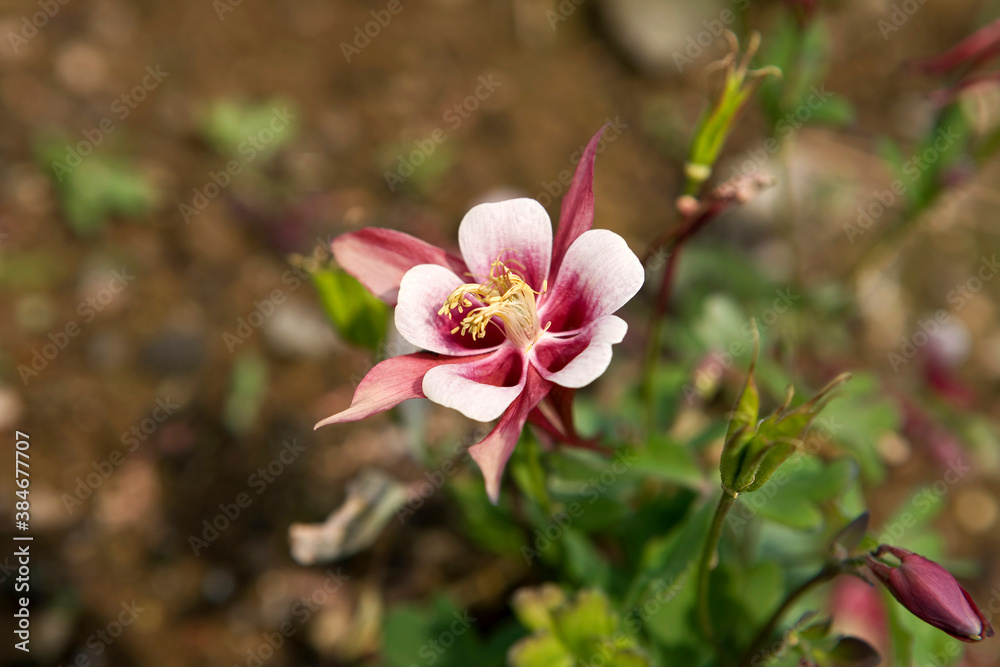 Close up of Columbine (Aquilegia buergeriana) Close up of Columbine (Aquilegia buergeriana)