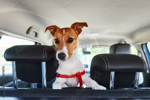 Jack Russell terrier dog looking out of car seat © Lazy_Bear